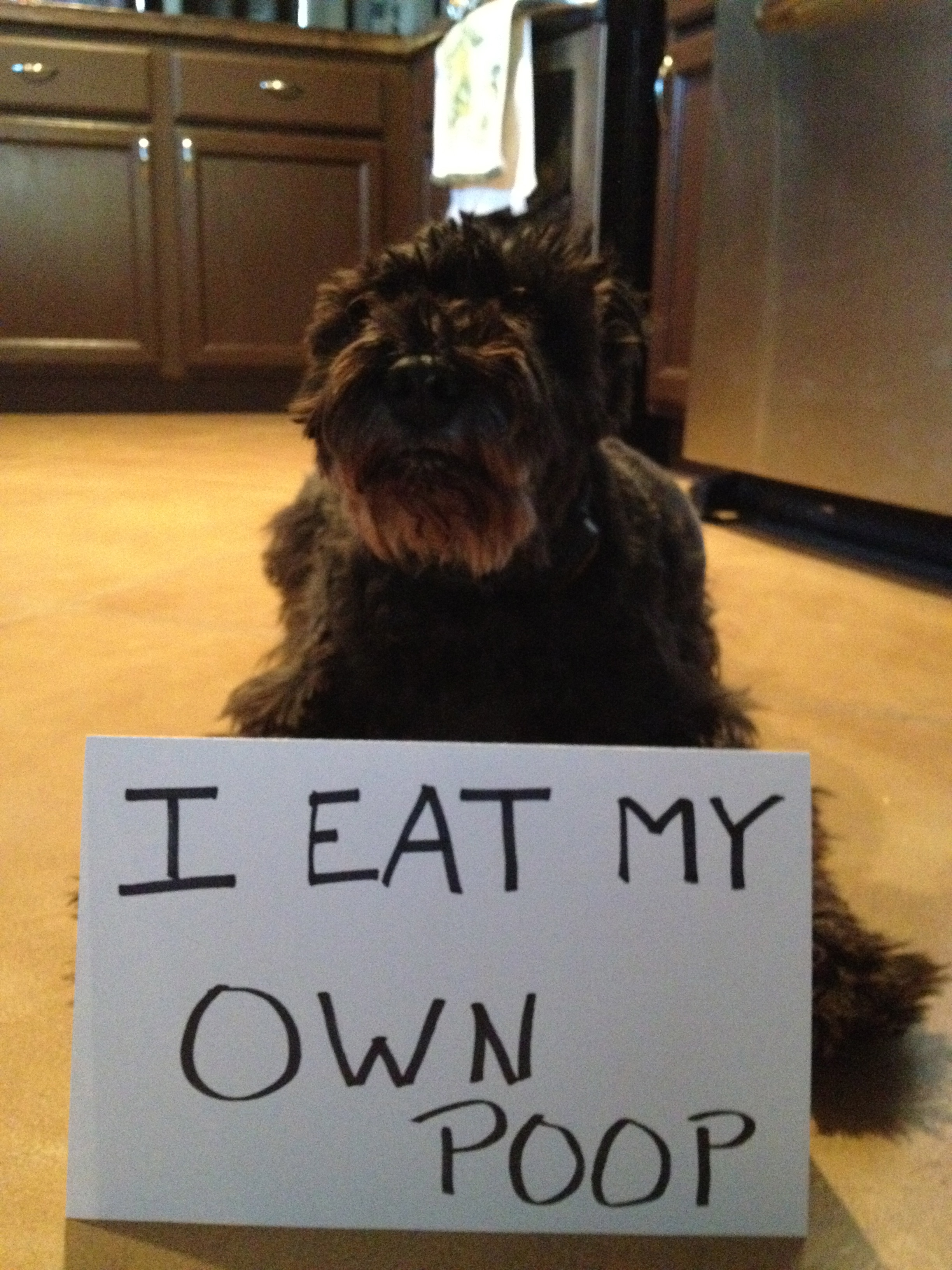 Frankie the dog