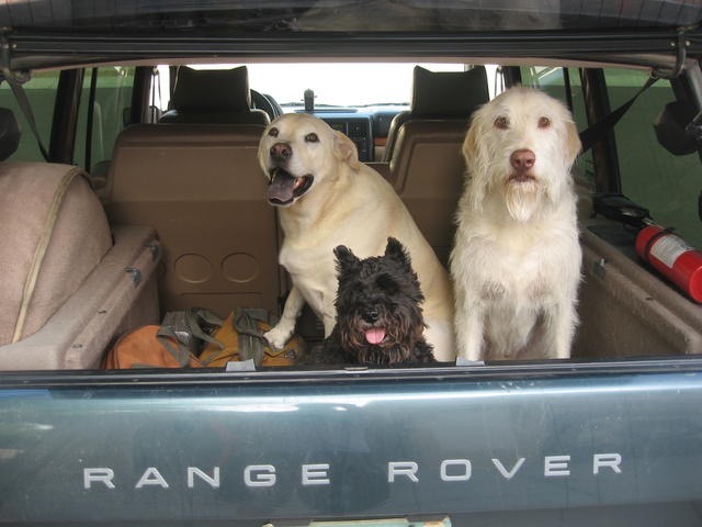 Three Amigos - Domino, Frankie and Grommit